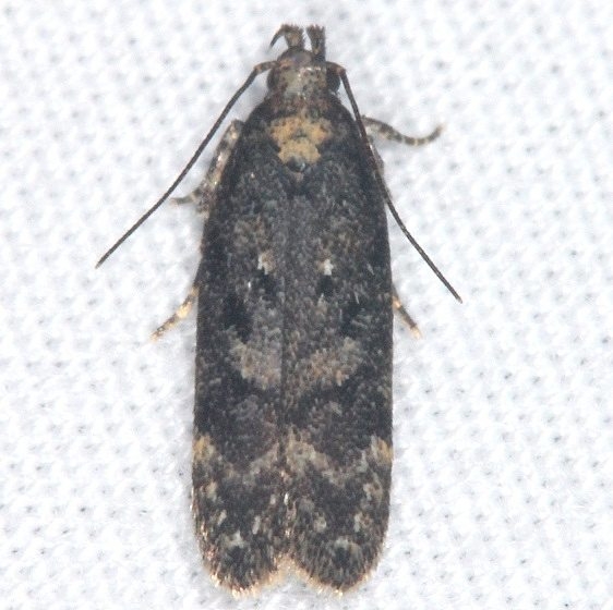2125.97 Unidentified Chionodes Moth Burr Oak St Pk Oh 6-27-14