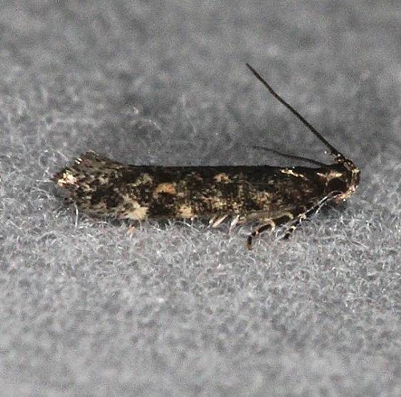 2125.97 Unidentified Chionodes Moth Faver-Dykes St Pk Fl 2-22-15