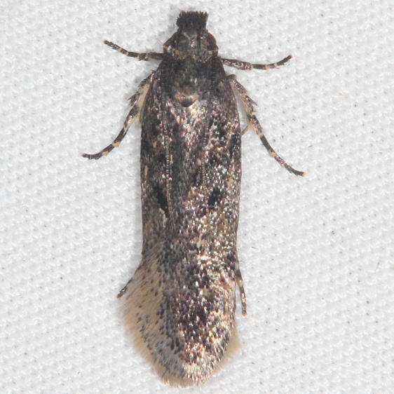 2125.97 Unidentified Chionodes Moth Mothapalooza Shawnee St Forest Oh 7-7-17