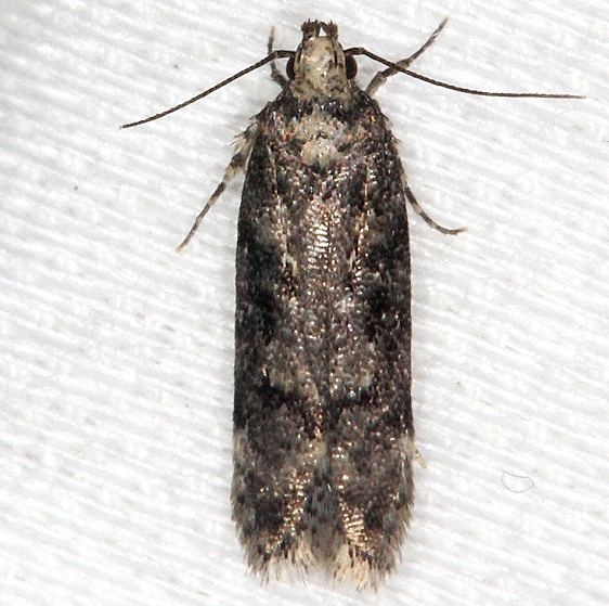 2125.97 Unidentified Chionodes Moth tentative BG Thunder Lake UP Mich 9-27-13 (8)_opt