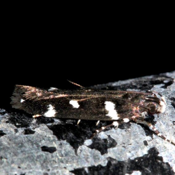 2187 Six-spotted Aroga Moth Kissimmee Prairie St Pk 3-17-13