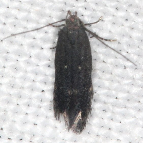 2202.97 Unidentified Aroga Moth Copperhead firetower Shawnee St Pk 8-6-16 (148a)_opt