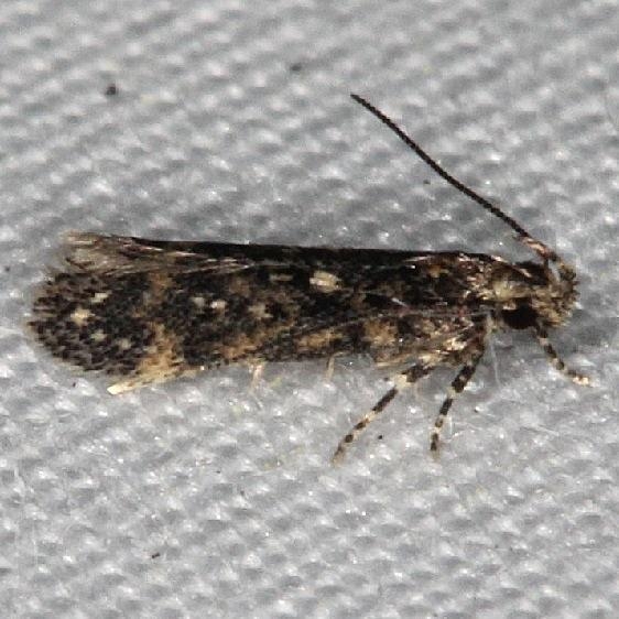 2202.97 Unidentified Arogo Moth Highland Hammock St Pk 3-5-14