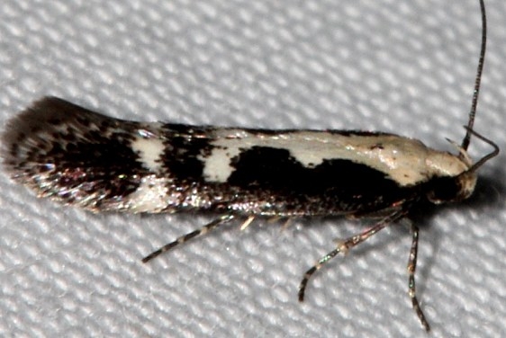 2202.97 Unidentified BG Aroga Moth Mueller St Pk Colorado 6-19-17