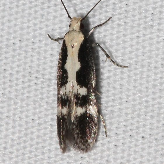 2202.97 Unidentified BG Aroga Moth small only _opt