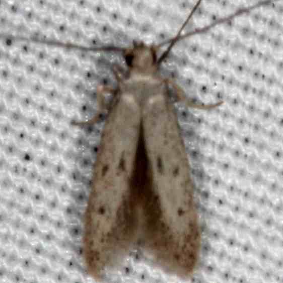 2311.99 Unidentified Gelechiid Moth Collier-Seminole St Pk Fl 3-2-21