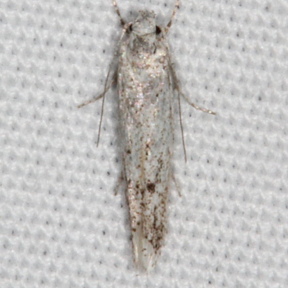 2311.99 Unidentified Gelechiid Moth Fool Hollow Lake St Pk Ariiz 5-23-17 (82)_opt