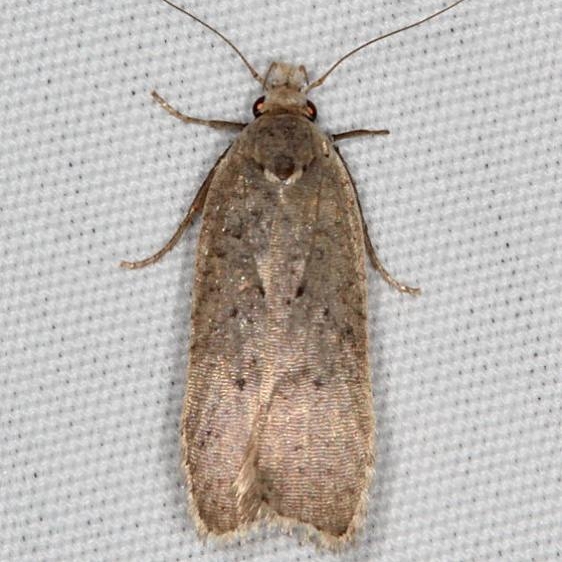 2311.99 Unidentified Gelechiid Moth Gen Butler St PK Ky 4-18-17 (54)_opt