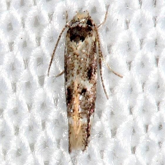 2311.99 Unidentified Gelechiid Moth Highland Hammock St Pk 3-5-14 (4)_opt