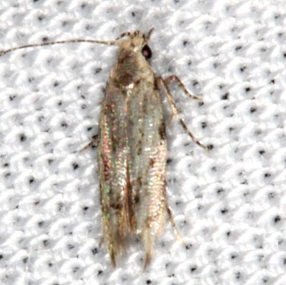 2311.99 Unidentified Gelechiid Moth Hopkins Prairie Fl 3-13-21