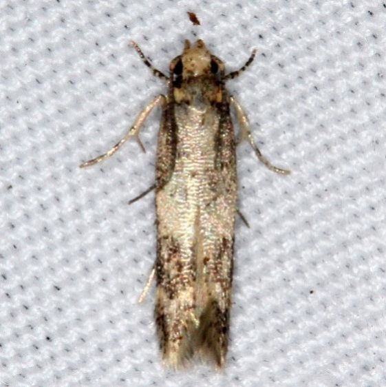 2311.99 Unidentified Gelechiid Moth Jenny Wiley St Pk Ky 4-19-16 (1)_opt