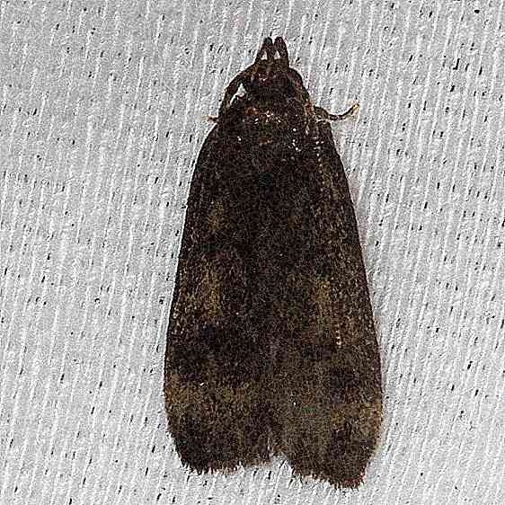 2311.99 Unidentified Gelechiid Moth Little Talbot Island St Pk 2-21-13