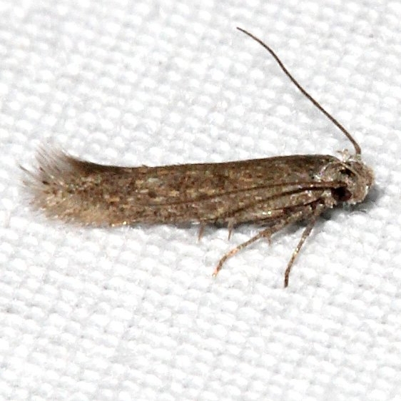 2311.99 Unidentified Gelechiid Moth Mueller St Pk Colorado 6-20-17 (65)_opt