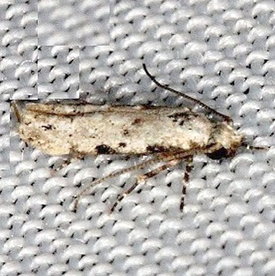 2311.99 Unidentified Gelechiid Moth  NABA Gardens Mission Texas 11-4-13