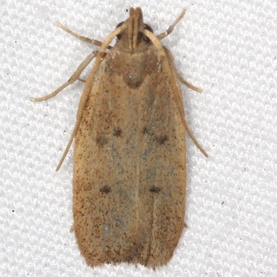 2311.99 Unidentified Gelechiid Moth Oscar Scherer St Pk Fla 2-28-17 (4)_opt