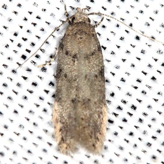 2311.99 Unidentified Gelechiid Moth Thunder Lake Mich UP 6-25-13