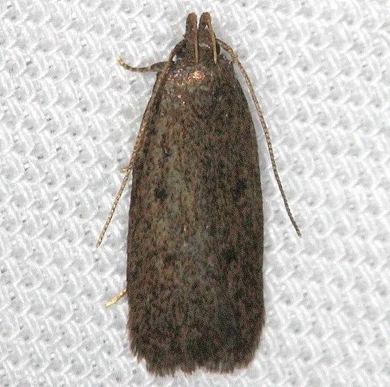2311.99 Unidentified Gelechiid Moth Tosohatchee WMA Fl 2-11-14