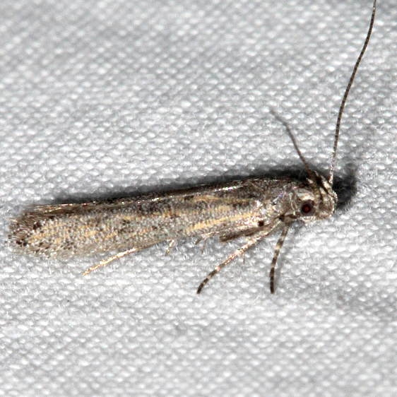 2311.99 Unidentified Gelechiid Moth BG  Golden Gate St Pk Colorado 6-26-17 (25)_opt