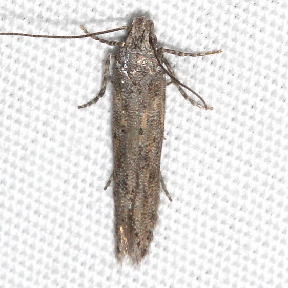 2311.99 Unidentified Gelechiid Moth BG  Golden Gate St Pk Colorado 6-26-17 (26)_opt