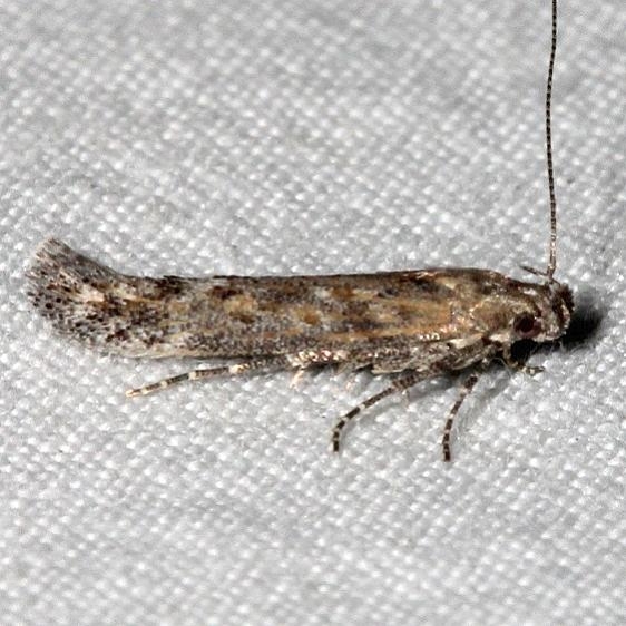 2311.99 Unidentified Gelechiid Moth1 BG Golden Gate St Pk Colorado 6-26-17 (30)_opt