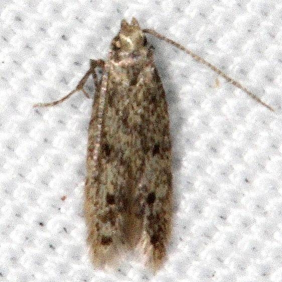 2311.99 Unidentified Gelechiid Moth Johathan Dickinson St Pk Fl 3-9-17