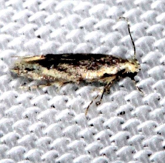 2311.99 Unidentified Gelechiid Moth Kissimmee Prairie St Pk 2-17-14 (2)_opt