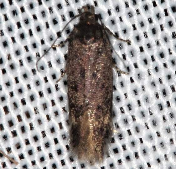 2311.99 Unidentified Gelechiid Moth Lake of the Woods Ontario 7-21-16 (7)_opt