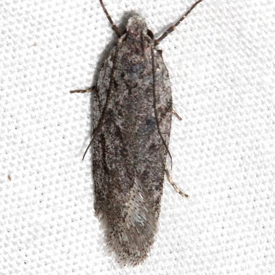 2311.99 Unidentified BG Gelechiid Moth Golden Gate St Pk Colorado 6-26-17 (49)_opt