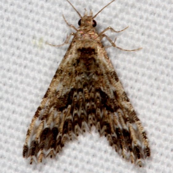 2313 Six-plume Moth Pine Lake Dixie Natl Forest Utah 5-31-17 (17)_opt