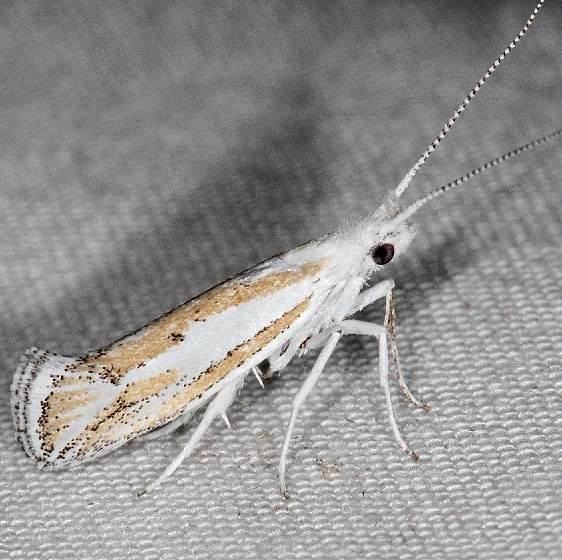 2397.97 Unidentified Ypsolopha Moth BG campsite 119 Falcon St Pk Texas 10-26-16 (1)