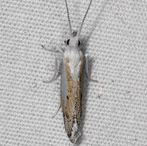2397.97 Unidentified Ypsolopha Moth BG campsite 119 Falcon St Pk Texas 10-26-16 (2)