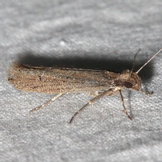 2400.97 Unidentified Ypsolopha Moth BG Colorado National Monument 6-17-17 (15)_opt