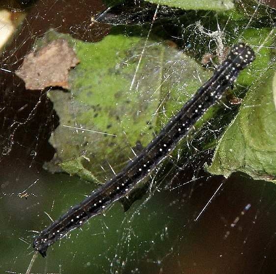 2401 Ailanthus Webworm caterpillar On Ailanthus Tree Black Hand Gorge 9-16-15_opt