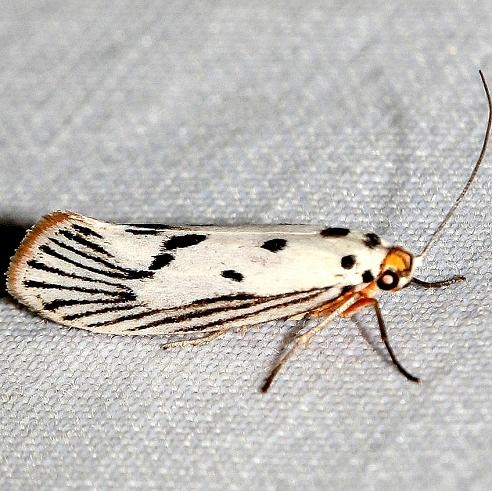 2405 Bumelia Leafworm Moth Little Talbot Island State Park Fl 2-19-13