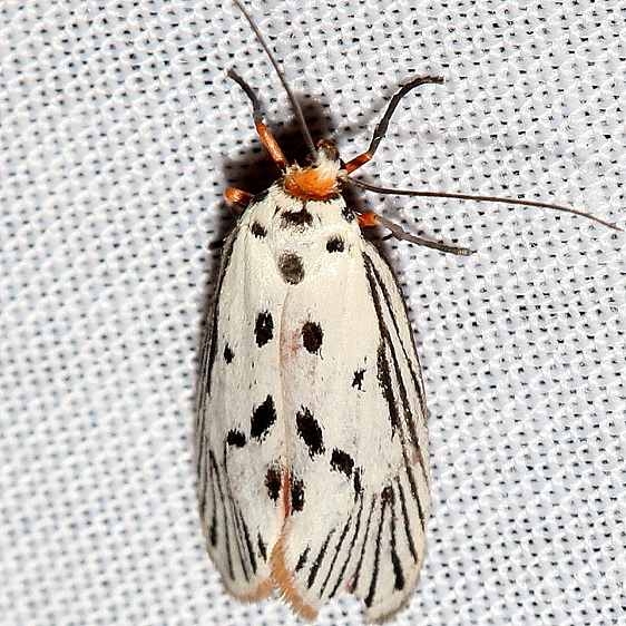 2405 Bumelia Leafworm Moth Little Talbot Island St Pk 2-21-13