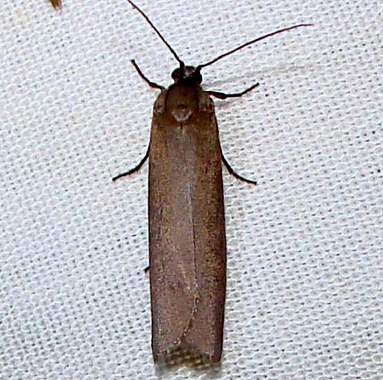 2415 Bumelia Webworm Moth Payne's Prairie St Pk 3-22-12