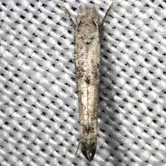 2432.97 Unidentified Zelleria Moth Mahogany Hammock Everglades Natl Pk 3-10-13