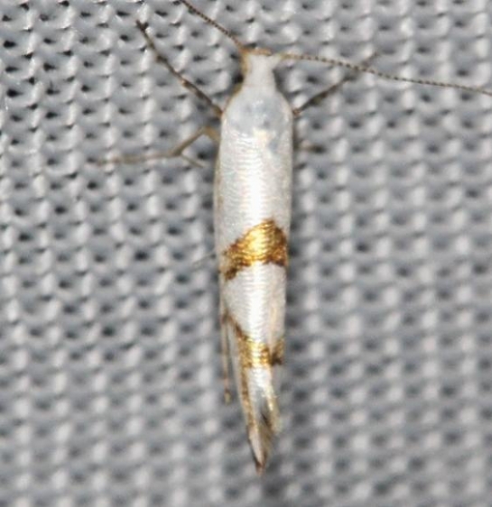 2467 Cherry Shoot Borer Moth Lake of the Woods Ontario 7-20-16 (117a)_opt