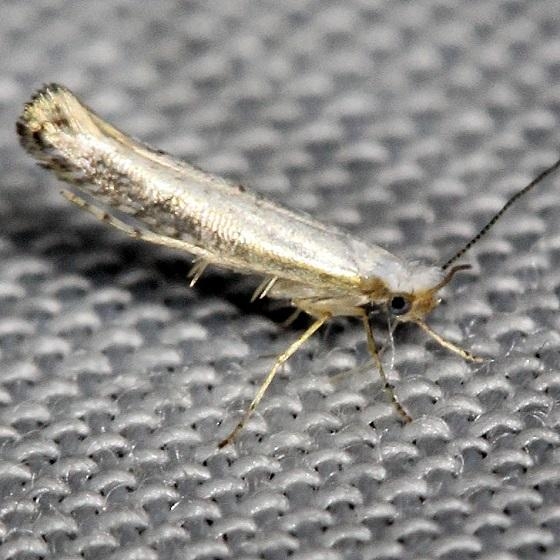 2479 Speckled Argyresthia Moth Shawnee St Pk Oh 6-15-13