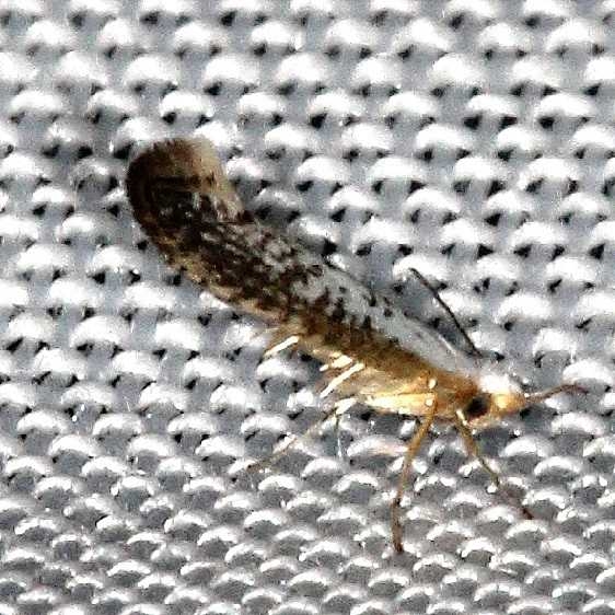 2479 Speckled Argyresthia Moth yard 8-14-16 (13a)_opt