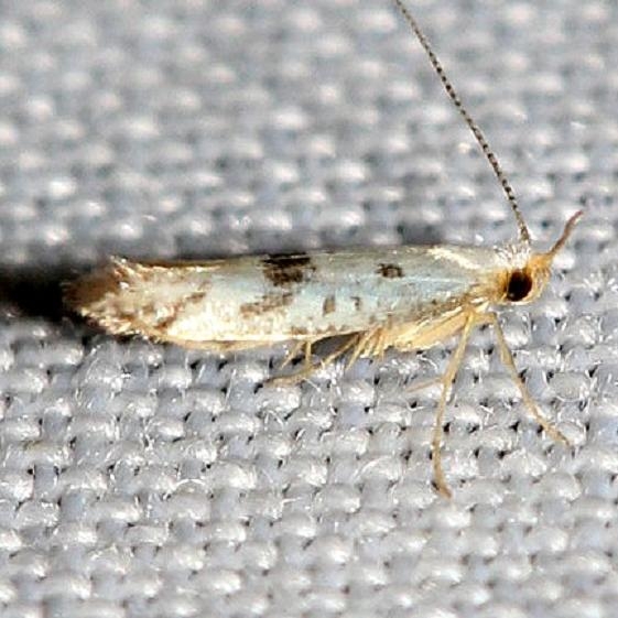2484.97 Unidentified Argyresthia Moth Schivley Fen Logan Co Oh 6-12-12