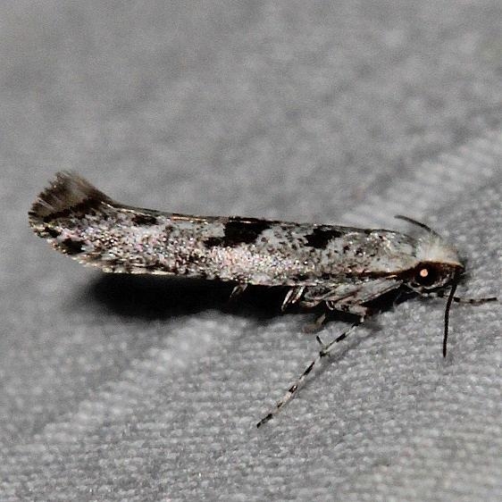 2484.97 Unidentified BG Argyresthia Moth Black Canyon at the Gunnison Natl Pk Colorado 6-14-17 (19)_opt