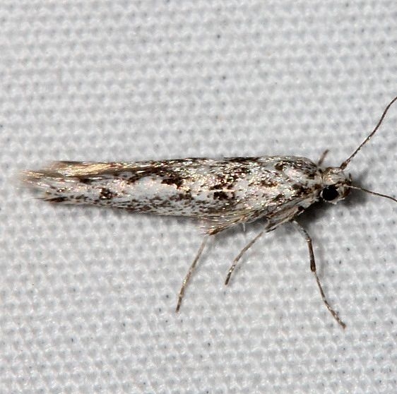 2484.97 Unidentified BG Argyresthia Moth Colorado National Monument 6-18-17 (21)_opt