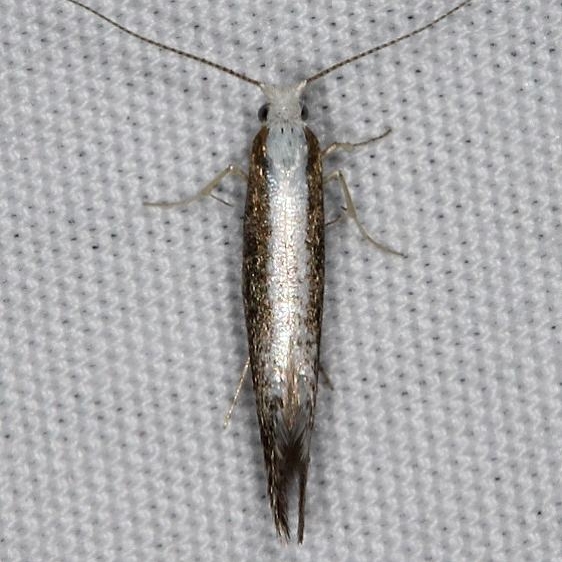 2484.97 Unidentified BG Argyresthia Moth Devil's Canyon Manti-La Sal Natl Forest Utah 6-8-17 (84)_opt