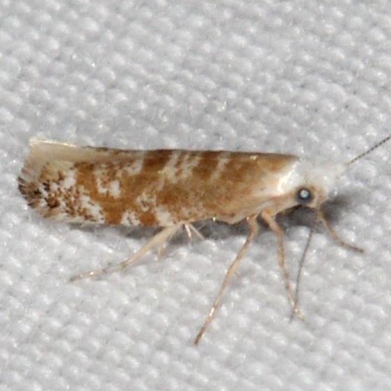 2484.97 Unidentified BG Argyresthia Moth Devil's Canyon Manti-La Sal Natl Forest Utah 6-8-17 (116)_opt
