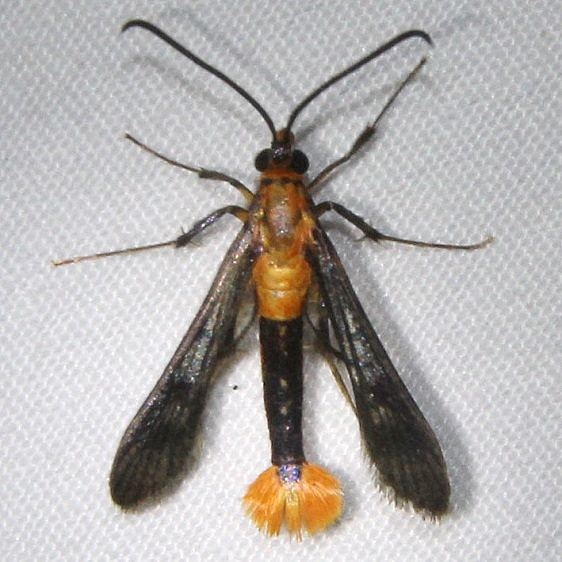 2554 Maple Callus Borer Moth Ocean Pond Osceolo Natl Frst 3-25-15