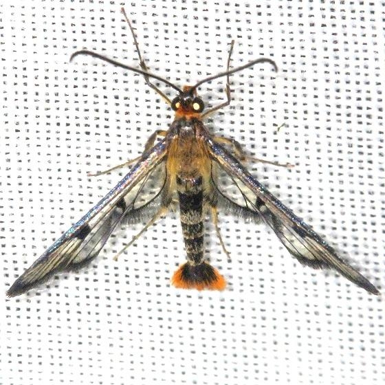 2554 Maple Callus Borer Moth Thunder Lake UP Mich 6-23-13