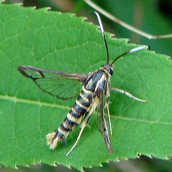 2596 Ironweed Clearwing Moth Deep Woods Hocking Co Oh 8-7-2010_opt