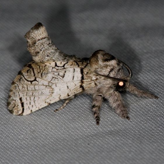 2659 Black-lined Carpenterworm Moth Inguromorpha basalis Collier Seminole St Pk 3-2-14