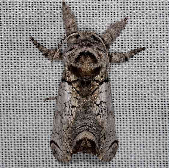 2659 Black-lined Carpenterworm Moth Inguromorpha basalis Collier Seminole St Pk 3-2-14